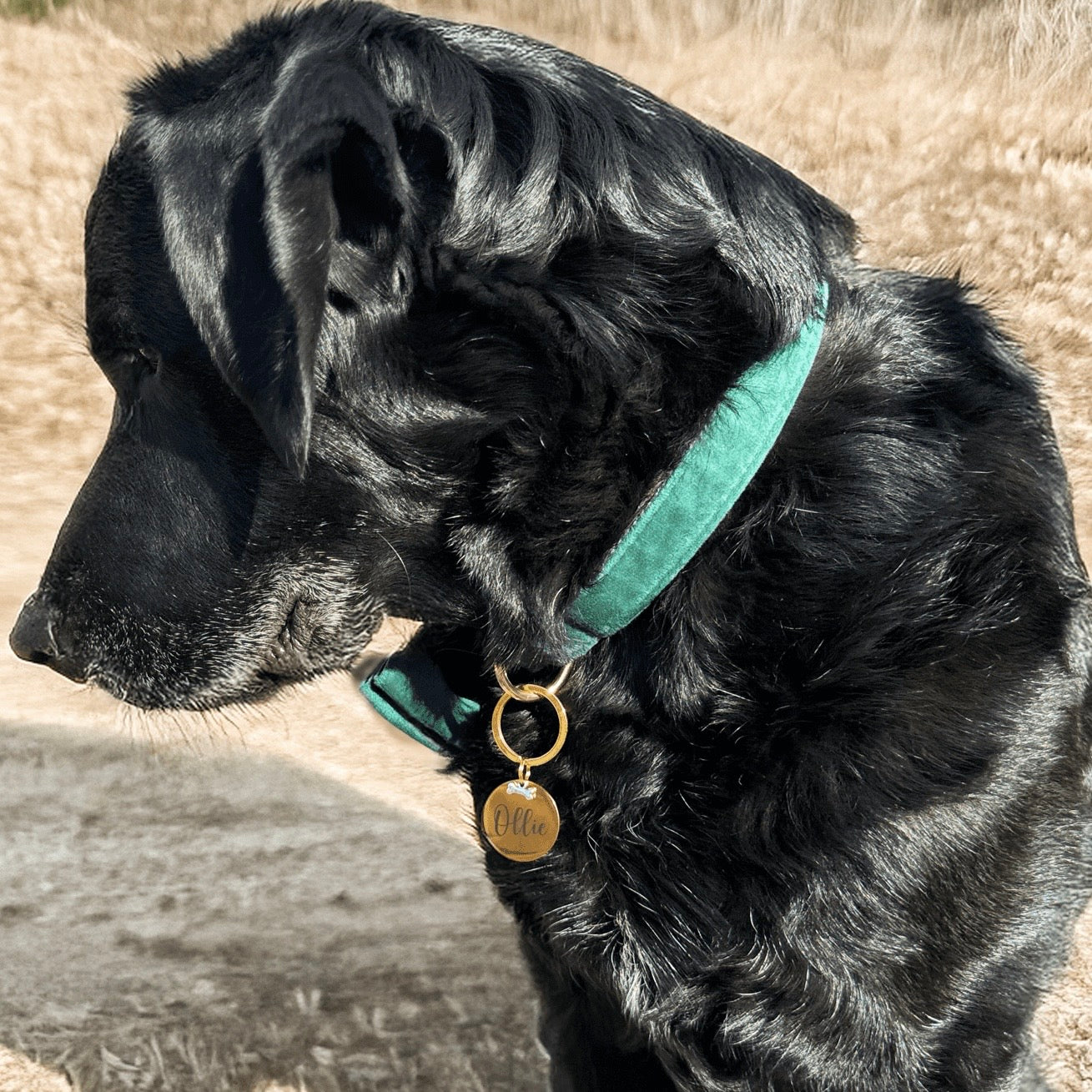 Gold Dog ID Tag – Personalised Pet Name Tag with Bone Accent with Silver Bone Accent
