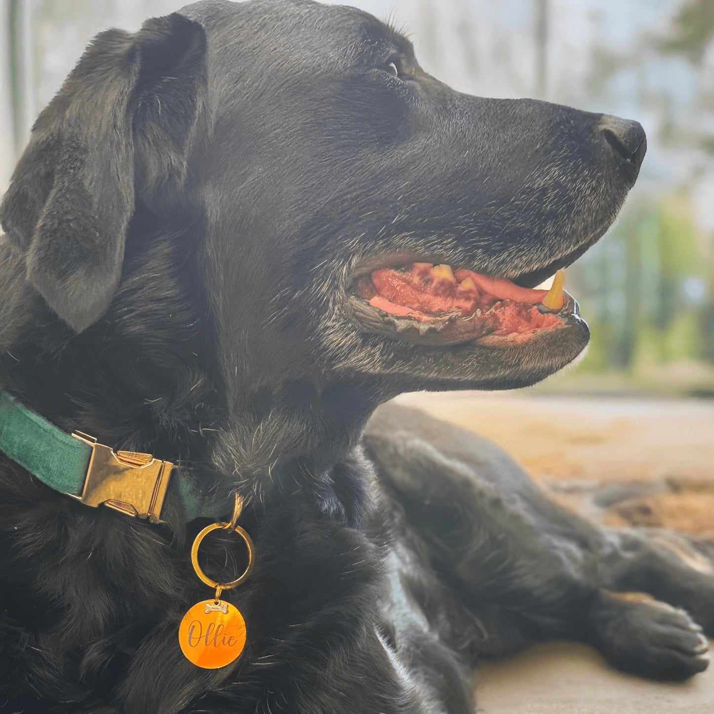Gold Dog ID Tag – Personalised Pet Name Tag with Bone Accent with Silver Bone Accent