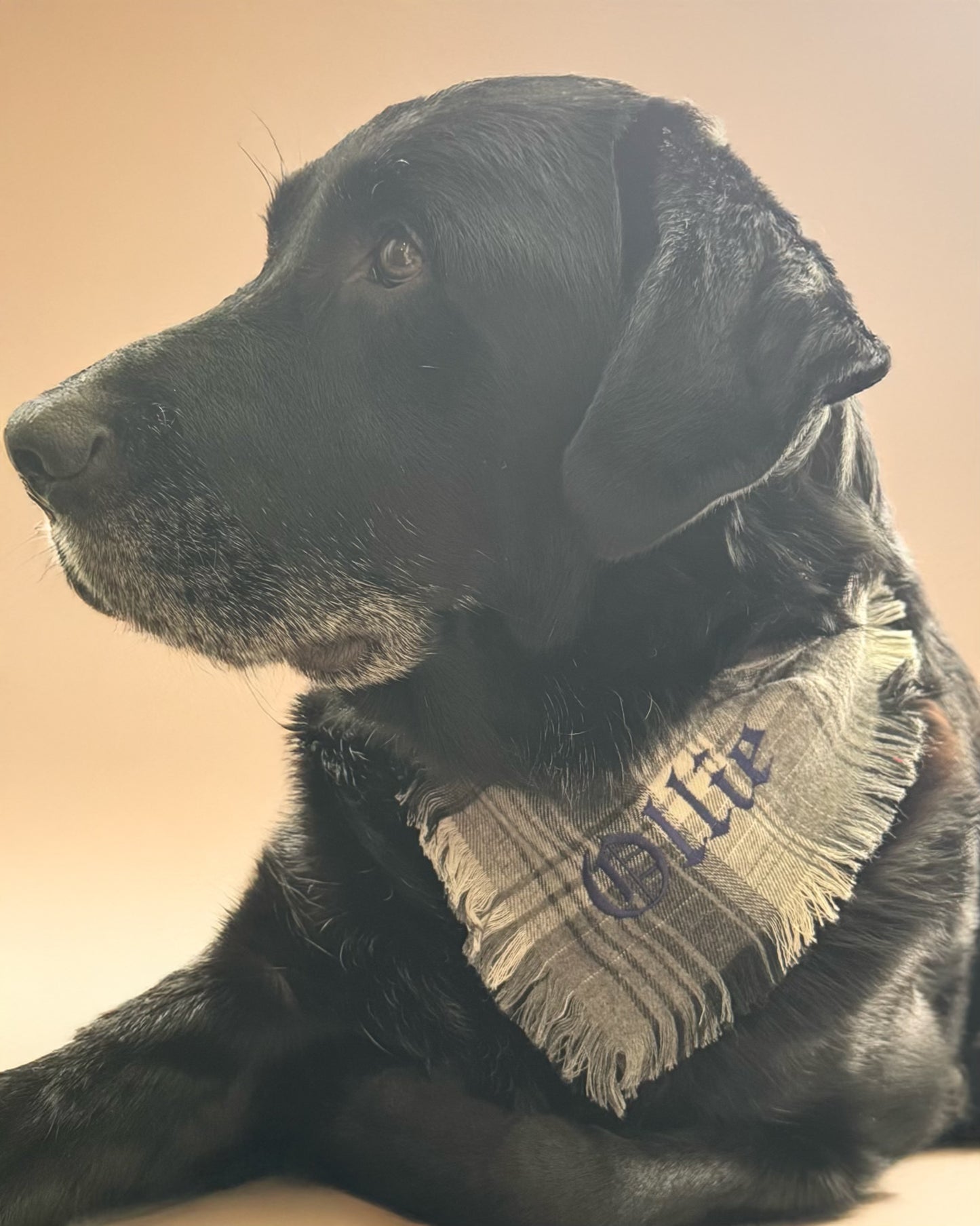 Embroidered Pet Bandana – Checkered Design | Custom Dog Scarf (Medium)