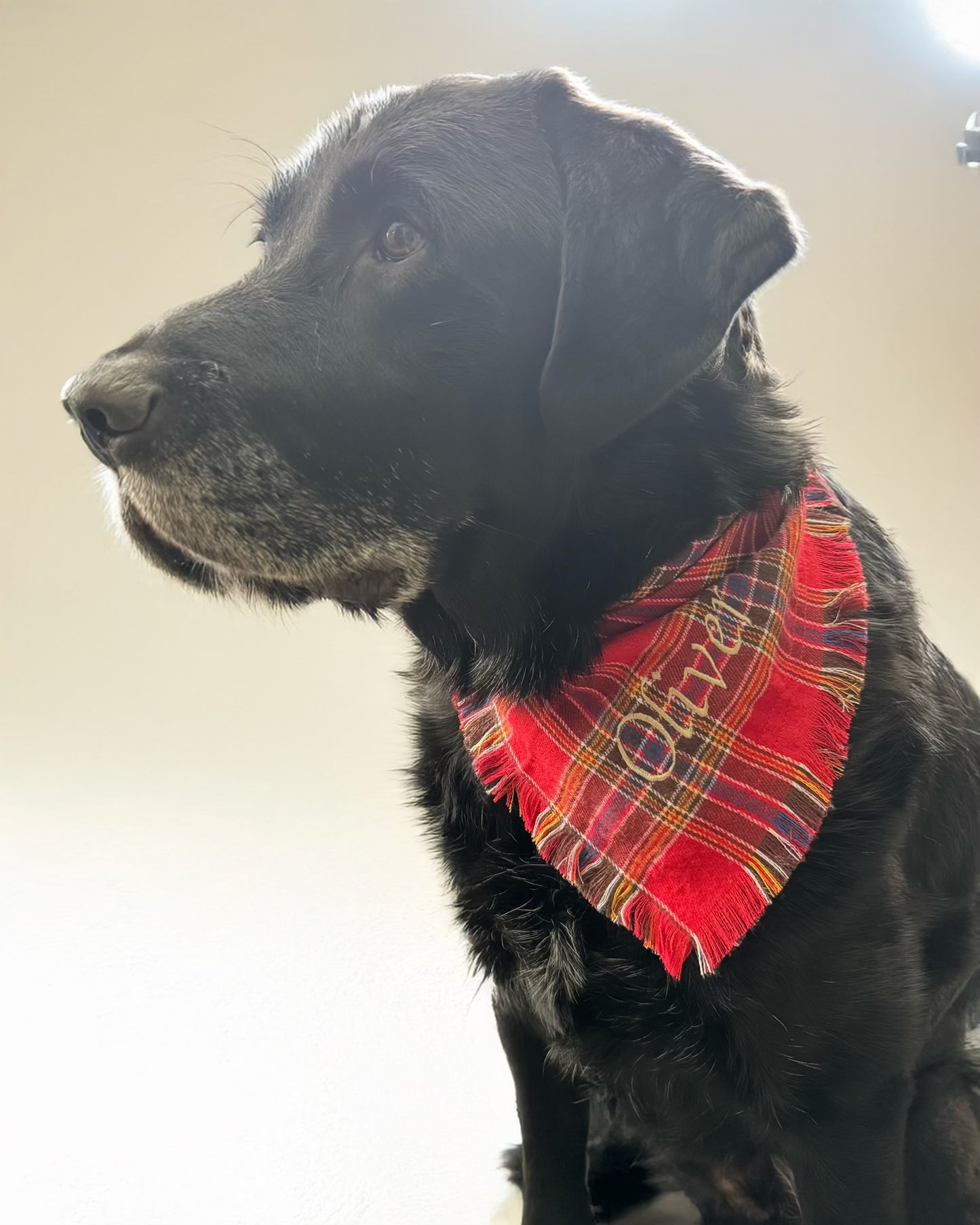 Embroidered Pet Bandana – Checkered Design | Custom Dog Scarf (Medium)